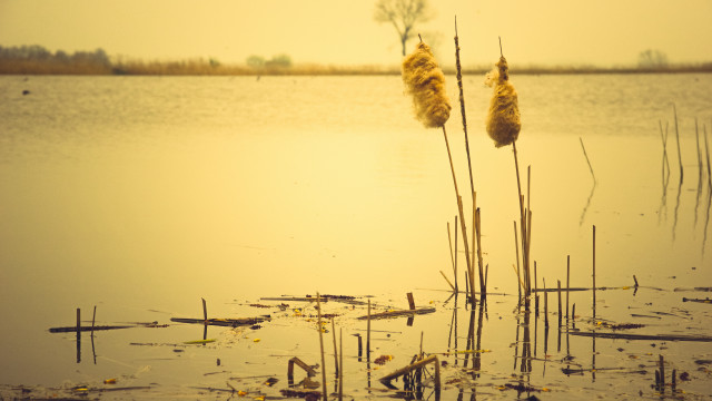 Lake plants water sunset silhouette free wallpaper for desktop - medium preview image