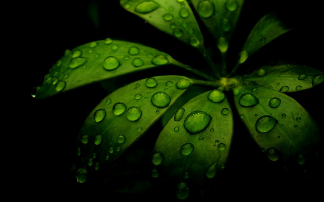 Green plant water droplets macro #6 free wallpaper for desktop - medium preview image