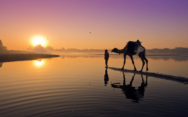 Camel beach sunset silhouette desert free wallpaper for desktop - medium preview image