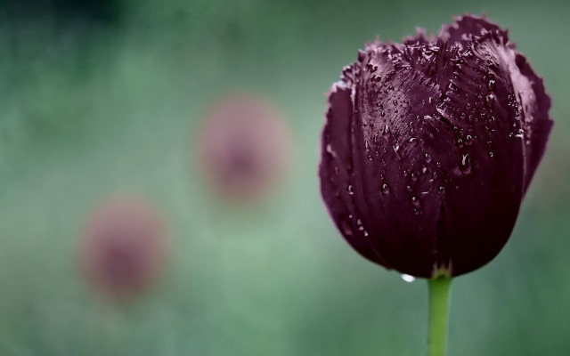Purple flower water droplets gothic free wallpaper for desktop - medium preview image