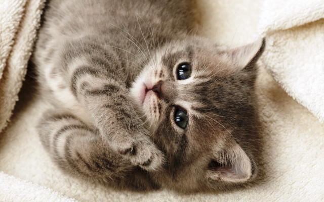 Kitten laying on blanket looking free wallpaper for desktop - medium preview image