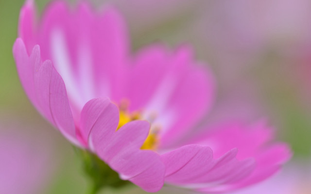 Pink flower macro blurry background #2 free wallpaper for desktop - medium preview image