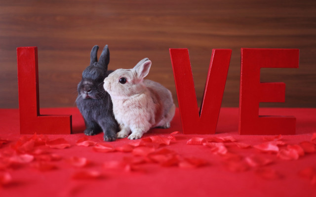 Two rabbits love sign petals free wallpaper for desktop - medium preview image