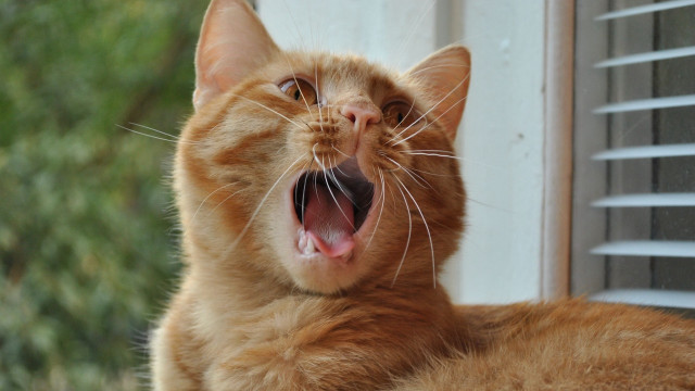 Orange cat yawning outside window free wallpaper for desktop - medium preview image