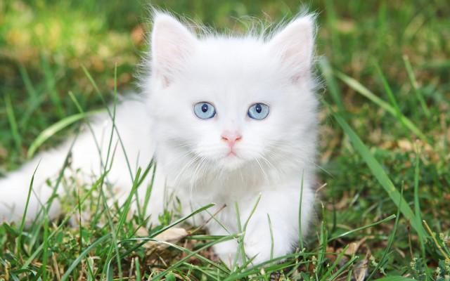 White kitten blue eyes grass #2 free wallpaper for desktop - medium preview image