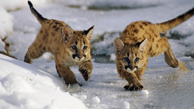 Lynx cubs running snow colorized free wallpaper for desktop - medium preview image