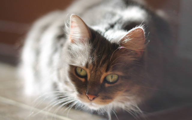 Cat looking camera tiltshift superflat free wallpaper for desktop - medium preview image
