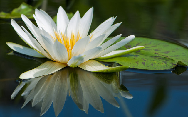 White water lily lotus nature free wallpaper for desktop - medium preview image