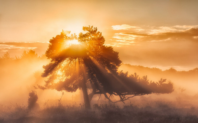 Tree fog sunshine crepuscular rays free wallpaper for desktop - medium preview image