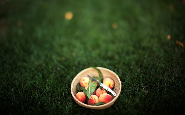 Bowl fruit knife fork grass free wallpaper for desktop - medium preview image