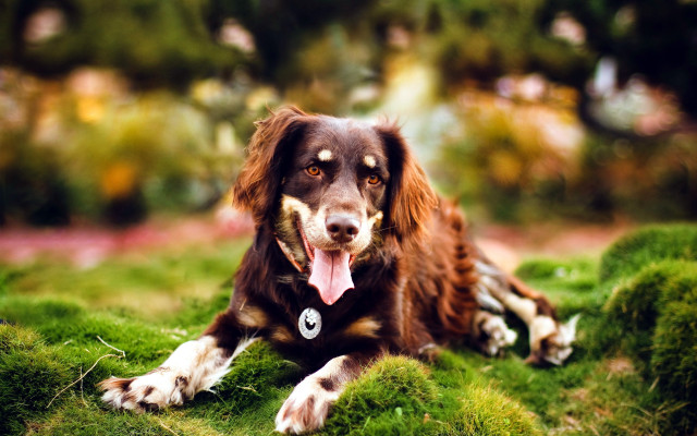 Dog grass tongue photorealism bokeh free wallpaper for desktop - medium preview image