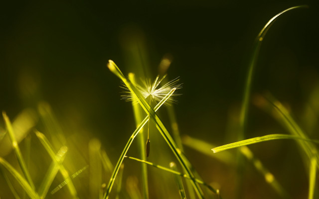 Grass blurry bokeh macro night free wallpaper for desktop - medium preview image