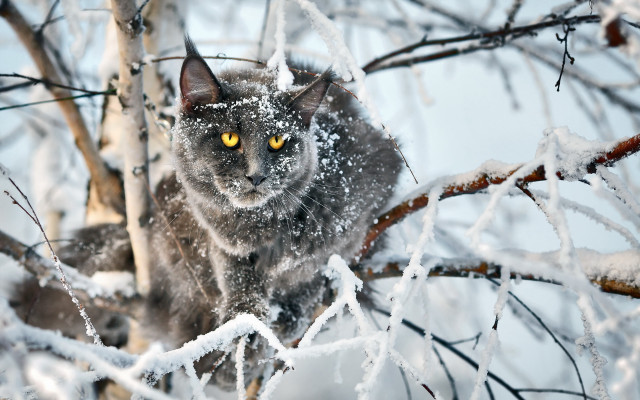 Cat yellow eyeshadow snow tree free wallpaper for desktop - medium preview image