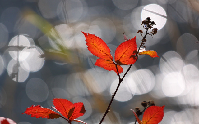Red leaves macro bokeh fog free wallpaper for desktop - medium preview image