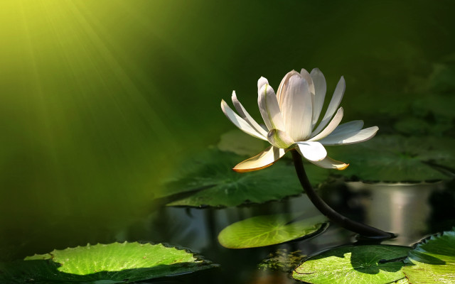 White flower pond lily lush free wallpaper for desktop - medium preview image