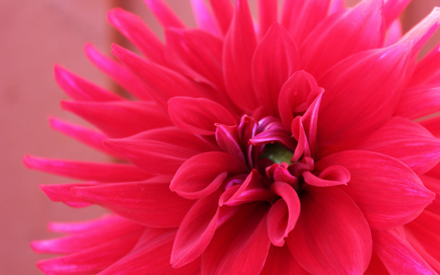 Pink flower green center vase free wallpaper for desktop - medium preview image