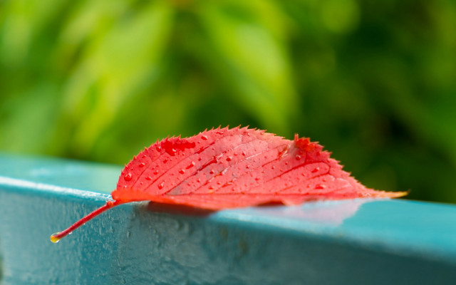Red leaf water droplets blue free wallpaper for desktop - medium preview image