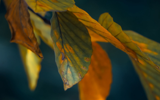 Leaf yellow green back blue free wallpaper for desktop - medium preview image