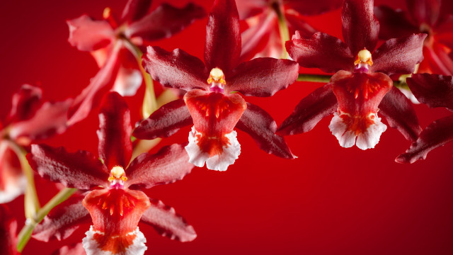 Red flowers white centers macro free wallpaper for desktop - medium preview image