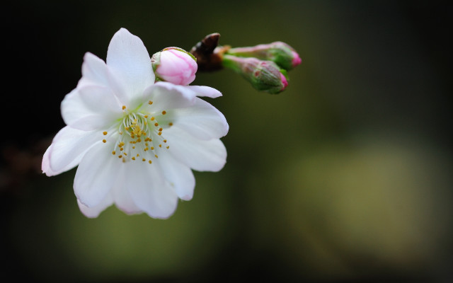 White flower pink center green free wallpaper for desktop - medium preview image