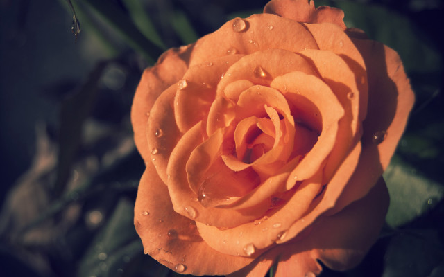 Yellow rose water droplets macro #2 free wallpaper for desktop - medium preview image