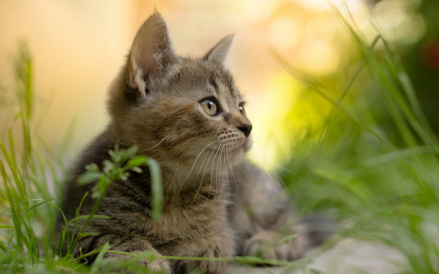 Kitten in grass looking up free wallpaper for desktop - medium preview image