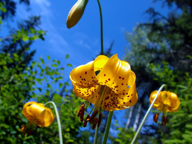 Yellow flower blue sky trees free wallpaper for desktop - medium preview image