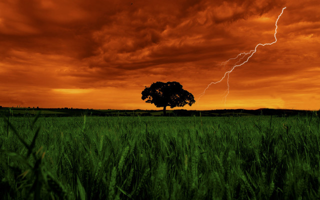 Tree lightning red sky dusk free wallpaper for desktop - medium preview image