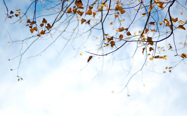 Tree leaves blue sky autumn #2 free wallpaper for desktop - medium preview image