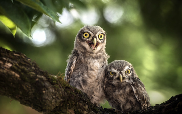 Two owls on branch blurry free wallpaper for desktop - medium preview image