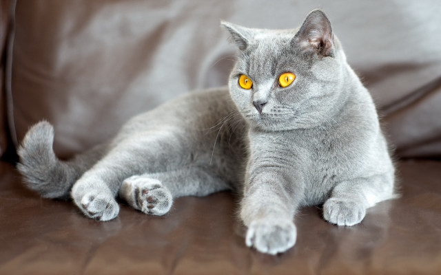 Gray cat yellow eyes couch #2 free wallpaper for desktop - medium preview image