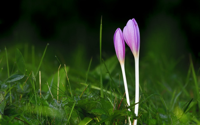 Purple flowers green leaves macro #2 free wallpaper for desktop - medium preview image