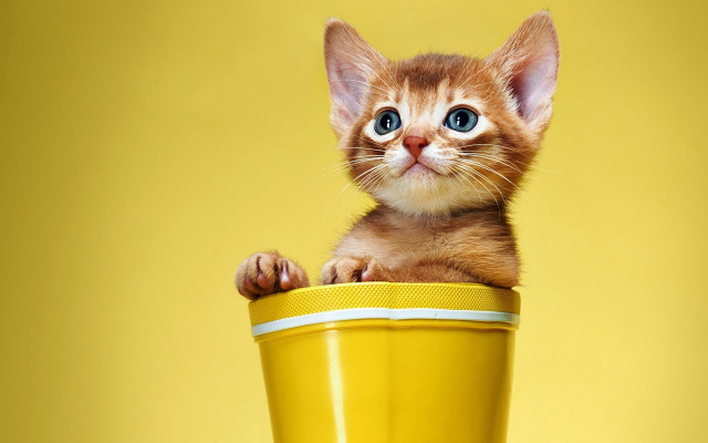 Kitten yellow cup yellow background free wallpaper for desktop - medium preview image