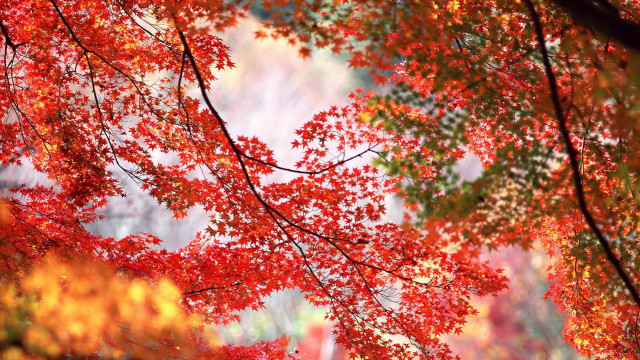 Red tree autumn leaves fire free wallpaper for desktop - medium preview image