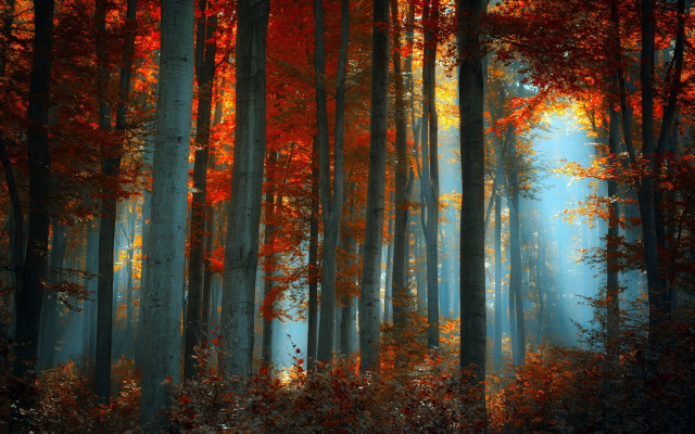 Forest leaves sunlight autumn nature free wallpaper for desktop - medium preview image