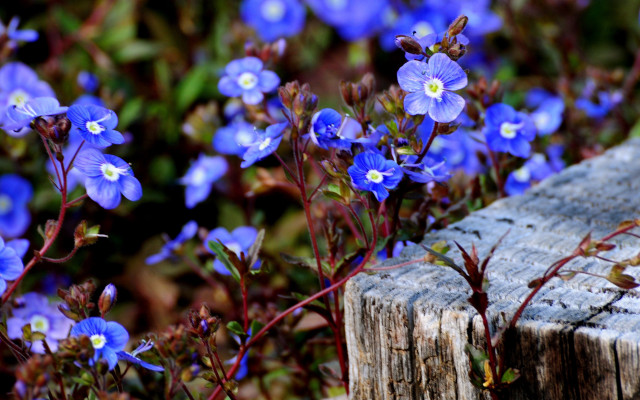 Blue flower bench field bokeh #2 free wallpaper for desktop - medium preview image