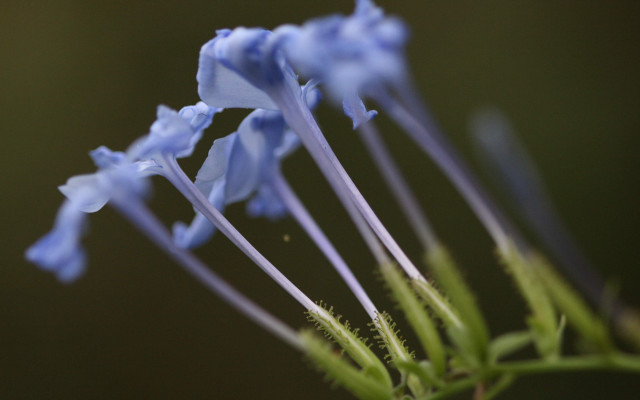 Blue flower closeup green stem free wallpaper for desktop - medium preview image