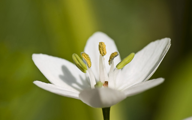 White flower yellow stamens green #5 free wallpaper for desktop - medium preview image
