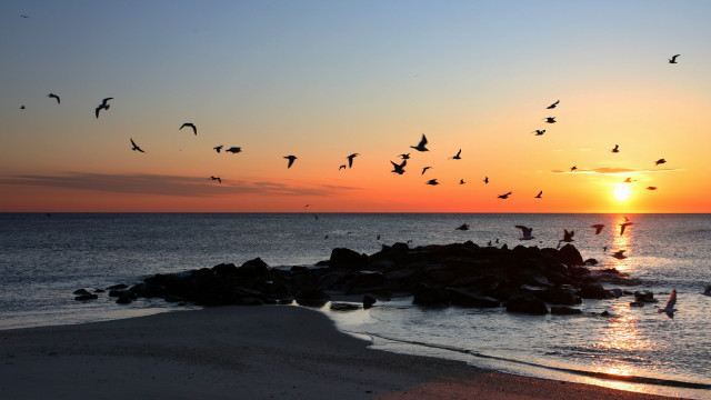 Birds flying water sunset horizon free wallpaper for desktop - medium preview image