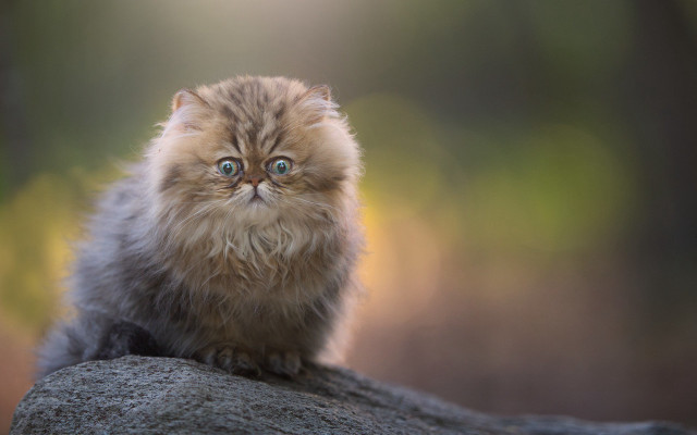 Fluffy cat rock surprised big free wallpaper for desktop - medium preview image