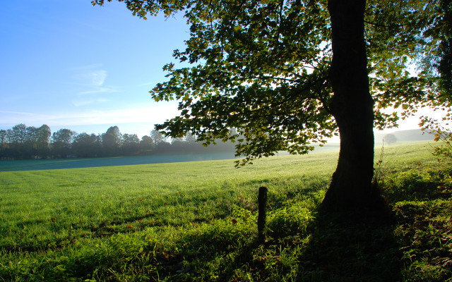 Tree field blue sky foggy free wallpaper for desktop - medium preview image