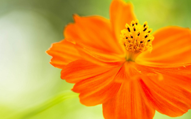 Bright orange flower yellow center free wallpaper for desktop - medium preview image
