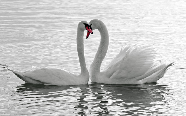 Swans heart shape romantic neo free wallpaper for desktop - medium preview image