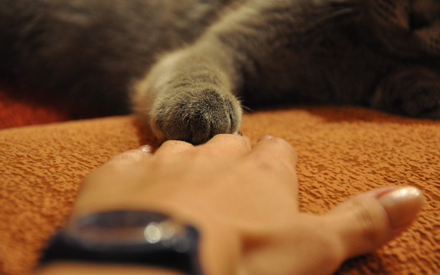 Petting cat remote control bed free wallpaper for desktop - medium preview image