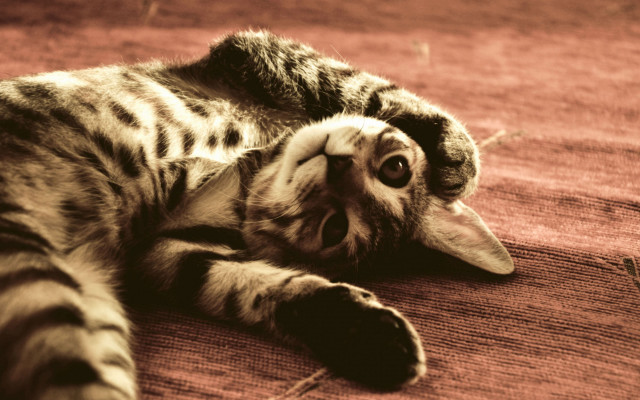 Cat back rug eyes tongue free wallpaper for desktop - medium preview image