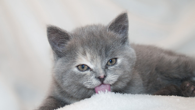Small gray kitten white blanket free wallpaper for desktop - medium preview image