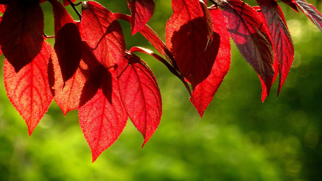 Red leafy branch sunlight macro free wallpaper for desktop - medium preview image