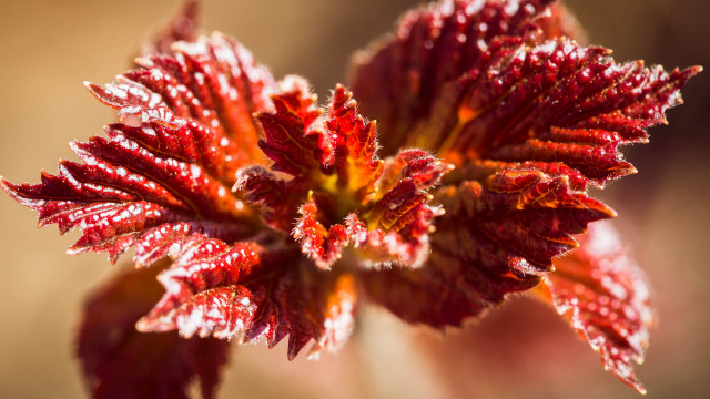 Red flower water droplets macro #9 free wallpaper for desktop - medium preview image
