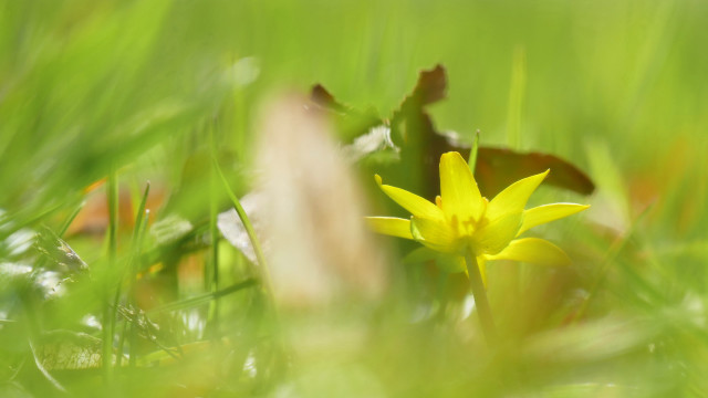 Yellow flower grass background blurry free wallpaper for desktop - medium preview image