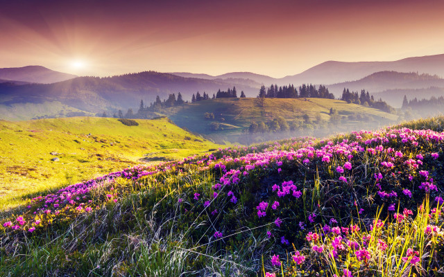 Flower field mountains sunset sunbeam free wallpaper for desktop - medium preview image